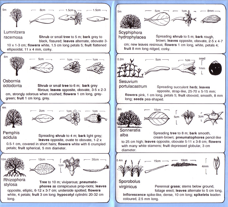 Mangroves of the Northern Territory - aus dem Buch